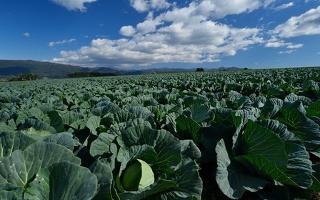 昭和村風景写真（キャベツ畑）