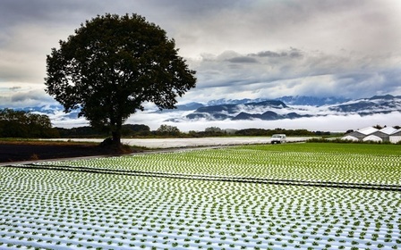 昭和村風景写真(レタス畑)