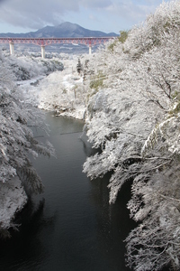 「雪華」林孝志