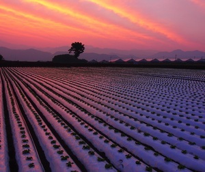 「東雲」岡田政行