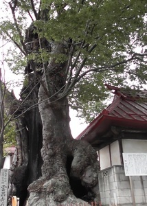 「雲昌寺の大ケヤキ」板橋亨弥