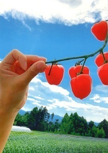 「大好きなトマト」見城美咲