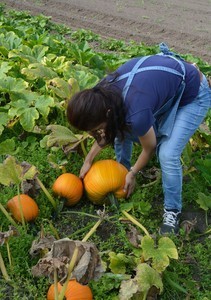 「大きなかぼちゃ」飯塚彩楽