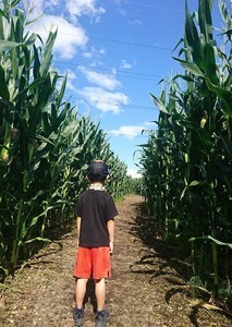 「夏の日・とうもろこし迷路」倉沢優月