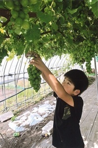 「ばあちゃんちのぶどうがり」高橋里桜