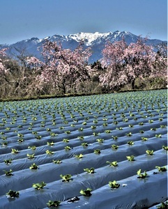 「美しき風景」井上俊彦