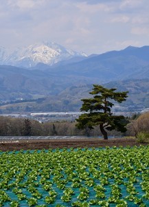 「一本松」篠原朝夫