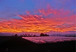 「ある夏の日の夕暮れ」松井美希