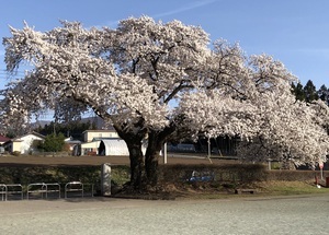 「桜まんかいだ」眞庭凱仁