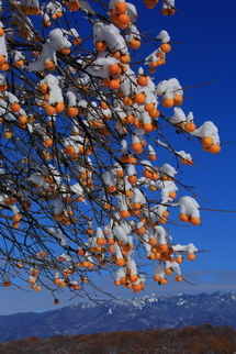 「雪帽子」 金井信治