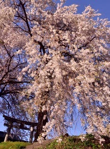 「桜花春来」中村隆雄