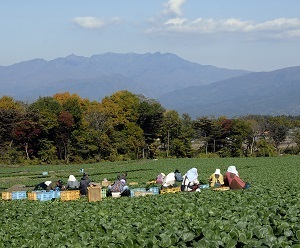 『野菜収穫風景』前原　佳枝