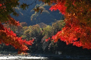 『紅葉』篠原　朝夫