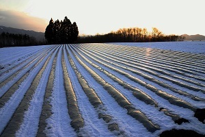 『春雪』石井　一江