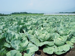 『新鮮な野菜』木村　康介
