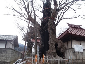 『昭和村の世界遺産』大森　萌未