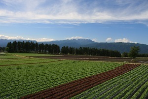 『さわやかなレタス高原』樺沢　祥次