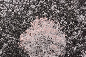 『冬のおとずれ』佐々木　勲