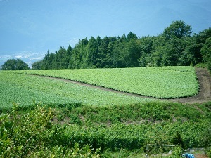『緑の草原』室田　翔斗