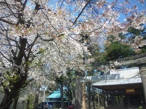 『葉桜』萩原　生成