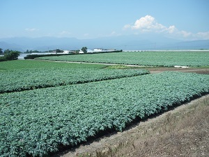 『畑が広がる昭和村』佐藤　琴美