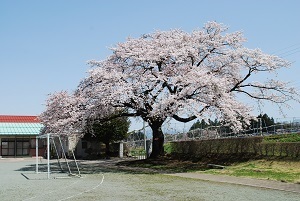 『学校で100年生きた桜の木』飯塚　遥香