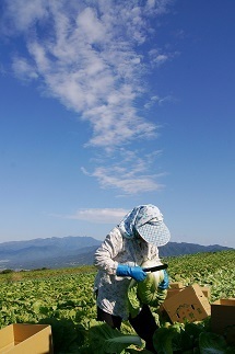 『秋日和り』後藤　金松