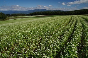 綿貫　勝『豊穣の大地』