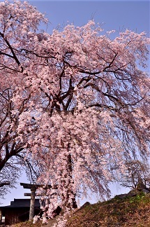 『御神桜』中村　隆雄