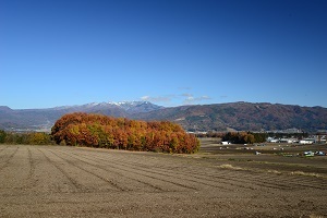 『晩秋の景』薊　金一