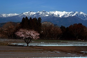 『待ちわびた春』峰川　文一