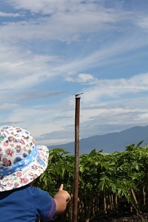 『トンボとれるかな？』藤井　裕馬