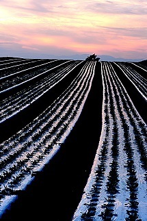 『夕焼の野菜畑』渡辺　信義