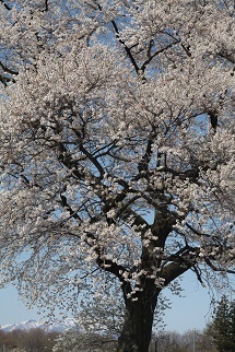 『御室桜満開』植竹　繁