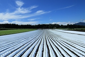 『野菜畑』御供　良一