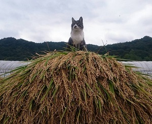 『豊作招き猫』竹之内　みなみ