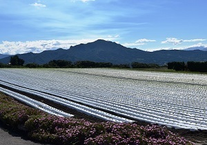 『真夏のレタス畑』篠原朝夫