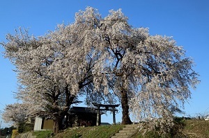 『桜花爛漫』御供良一