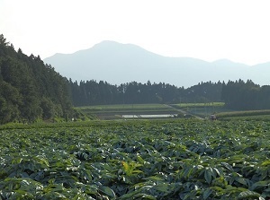 『野菜畑』金子楓花