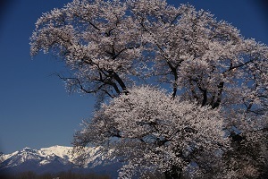桜と残雪