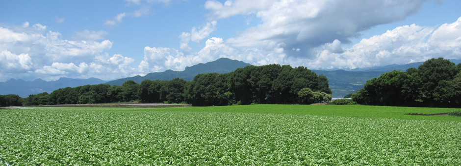 夏