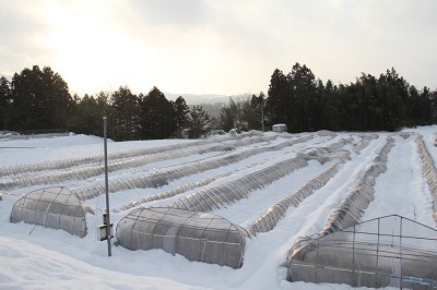 大雪被害