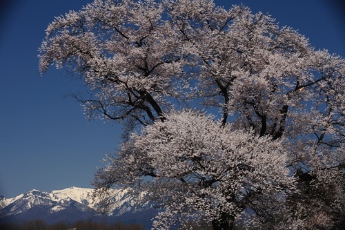 桜