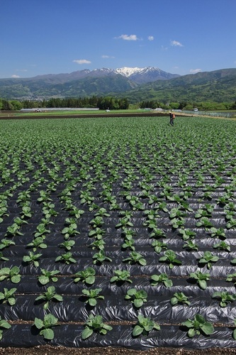 ほうれん草畑 ほうれん草畑