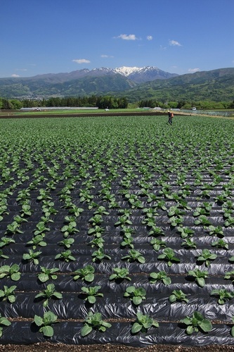 ほうれん草畑