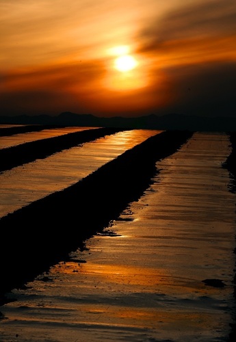 夕焼けと畑 夕焼けと畑