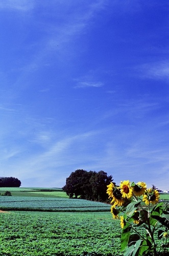 夏の風景 夏の風景
