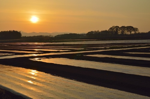 夕焼けと畑