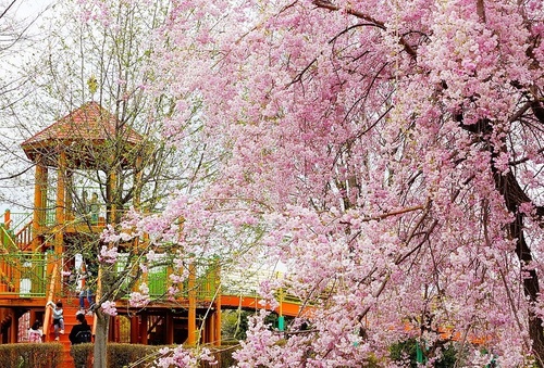 桜 桜