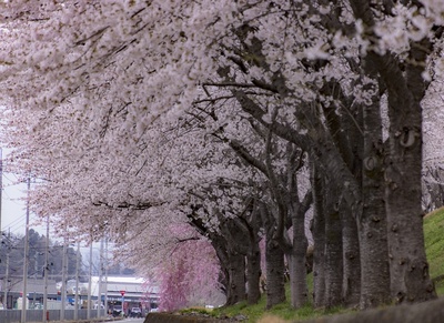 桜まつり 桜まつり